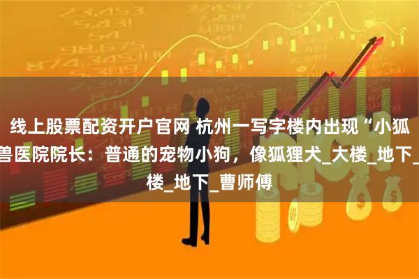 线上股票配资开户官网 杭州一写字楼内出现“小狐狸”？兽医院院长：普通的宠物小狗，像狐狸犬_大楼_地下_曹师傅
