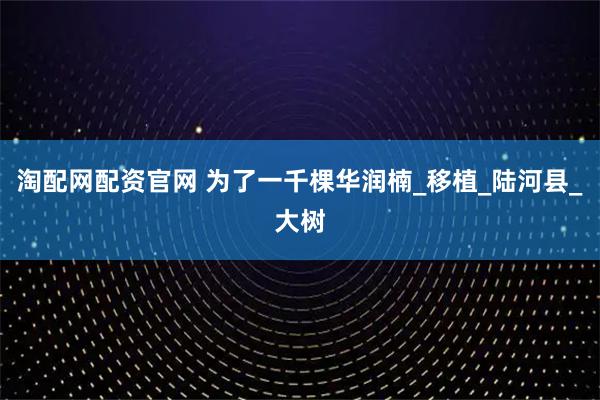 淘配网配资官网 为了一千棵华润楠_移植_陆河县_大树